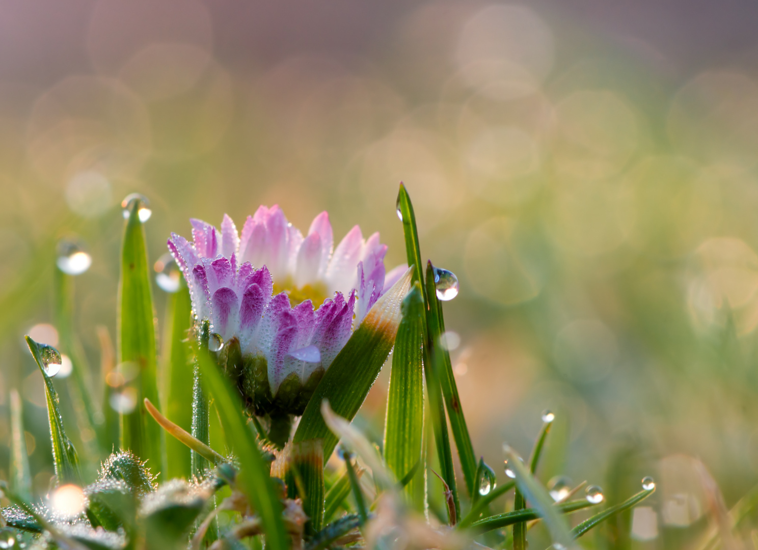 Gänseblümchen