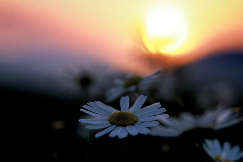 Gänseblümchen bei Sonnenuntergang