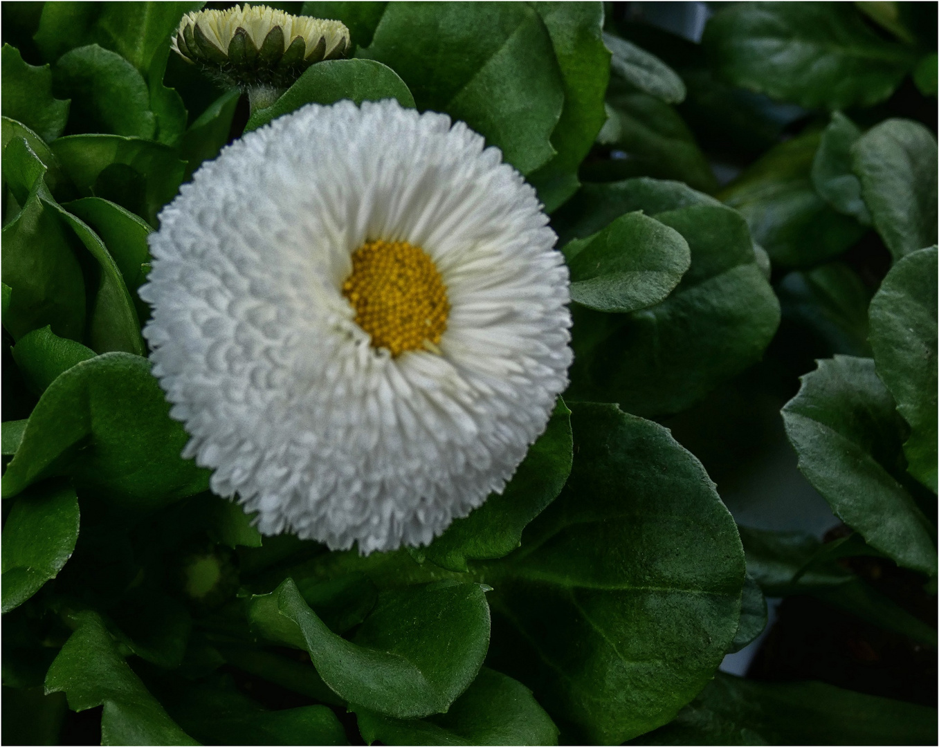 Gänseblümchen (Bellis)