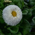 Gänseblümchen (Bellis)