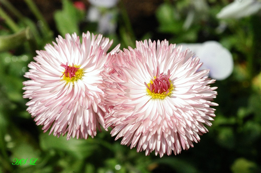 Gänseblümchen, Bellis