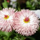 Gänseblümchen, Bellis