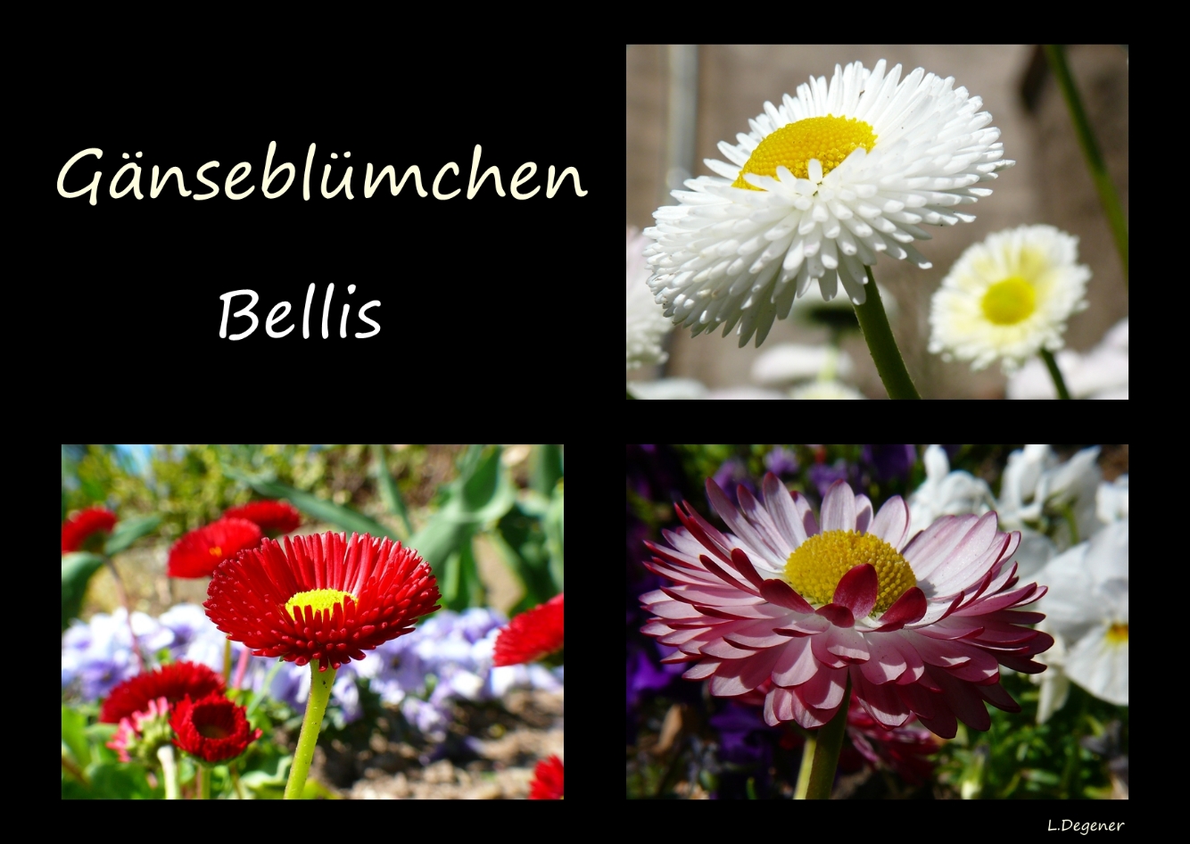 Gänseblümchen (Bellis)