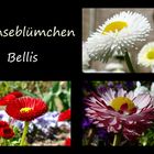 Gänseblümchen (Bellis)