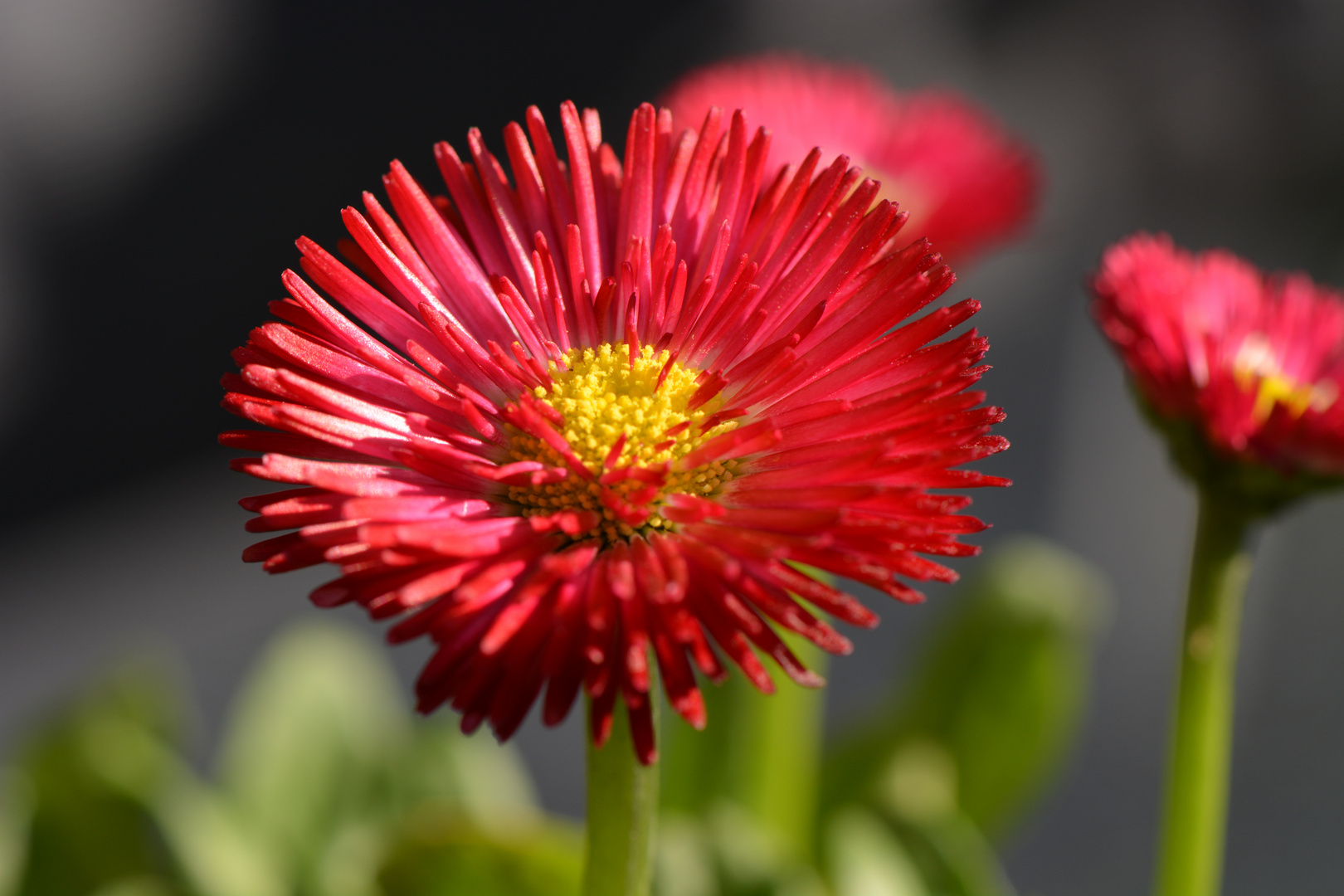 Gänseblümchen - Bellis