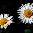 Gänseblümchen (Bellis perennis)