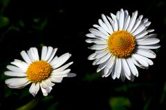 Gänseblümchen (Bellis perennis)