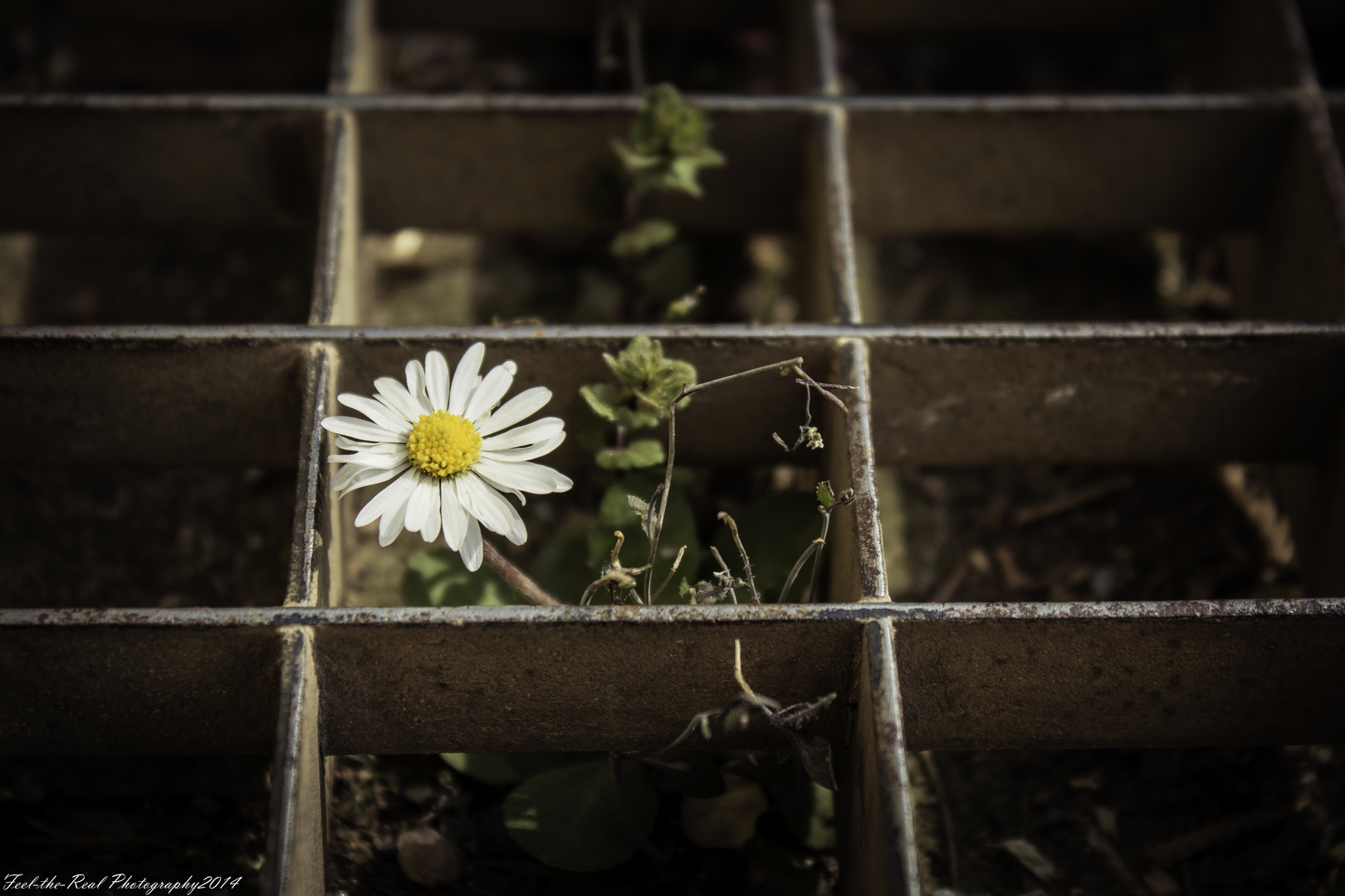 Gänseblümchen (Bellis perennis)