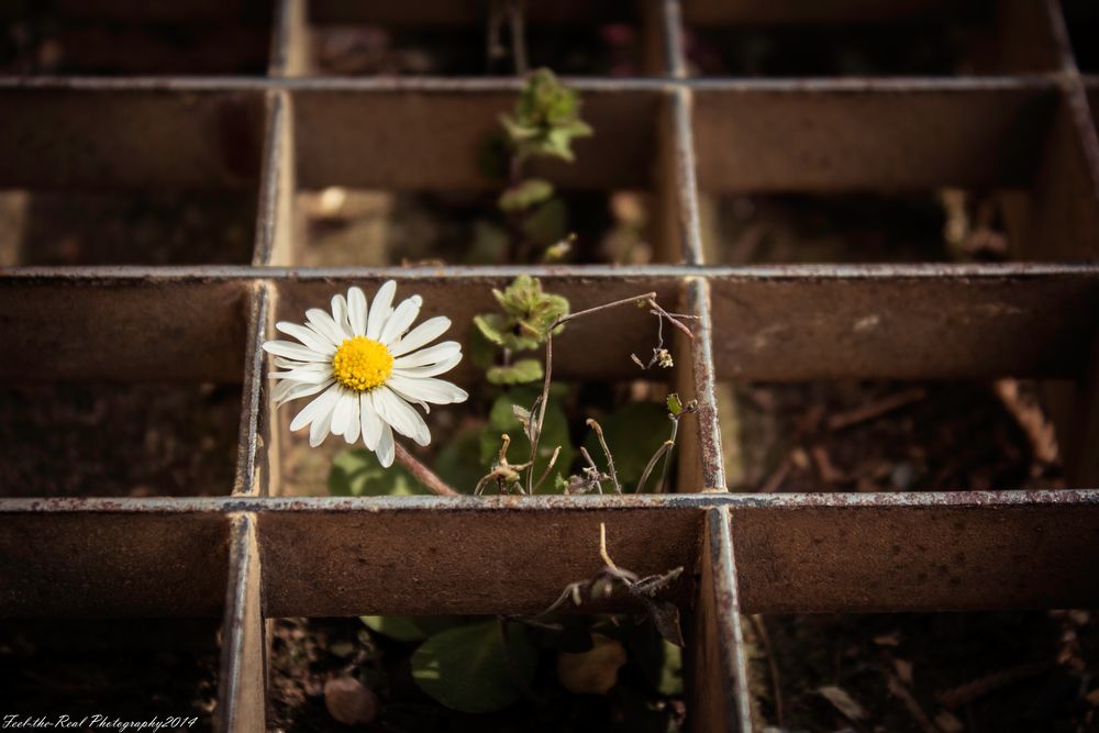 Gänseblümchen (Bellis perennis)