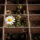 Gänseblümchen (Bellis perennis)