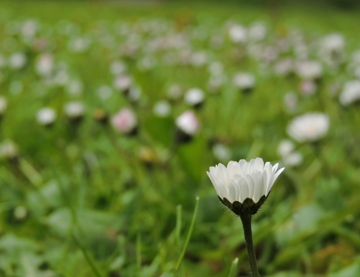 Gänseblümchen (Bellis perennis)