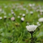 Gänseblümchen (Bellis perennis)