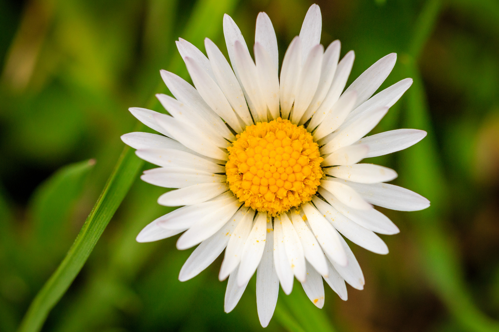 Gänseblümchen (Bellis perennis)