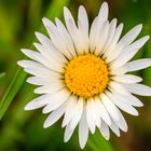 Gänseblümchen (Bellis perennis)