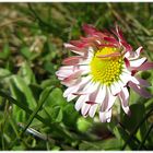 Gänseblümchen (Bellis perennis)