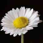 Gänseblümchen (Bellis perennis)