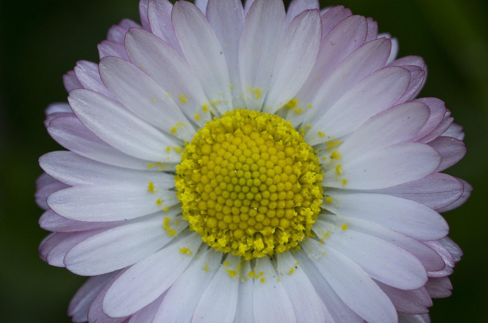 Gänseblümchen (Bellis perennis)