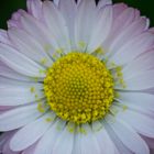 Gänseblümchen (Bellis perennis)