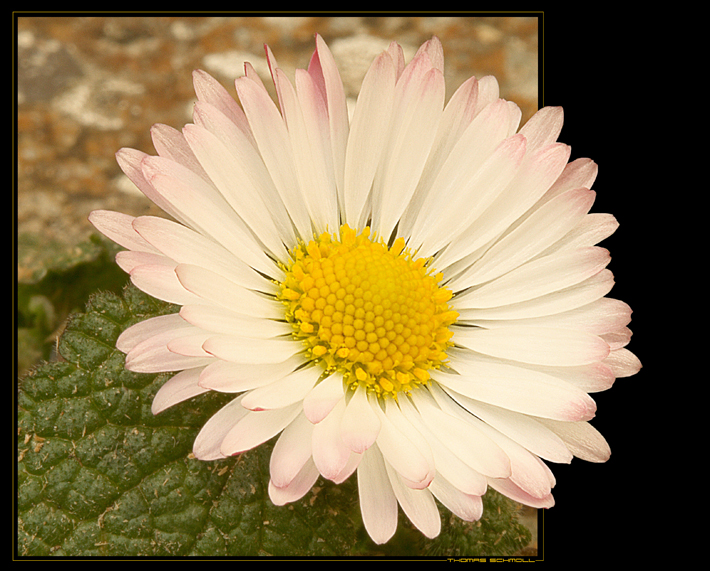 Gänseblümchen (bellis perennis)