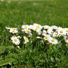 Gänseblümchen, Bellis perennis