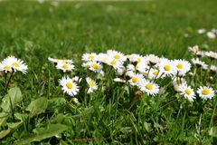 Gänseblümchen, Bellis perennis