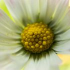  Gänseblümchen (Bellis perennis)