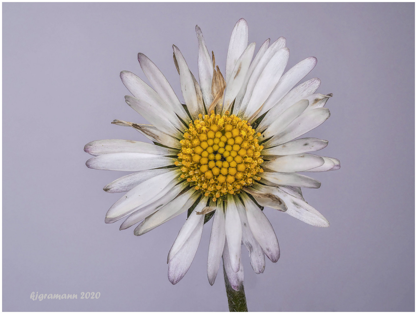 gänseblümchen (bellis perennis) ....