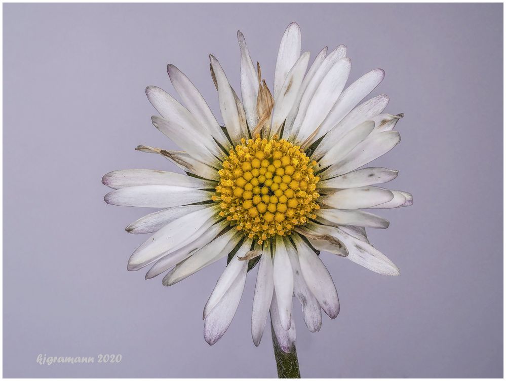 gänseblümchen (bellis perennis) ....