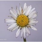 gänseblümchen (bellis perennis) ....