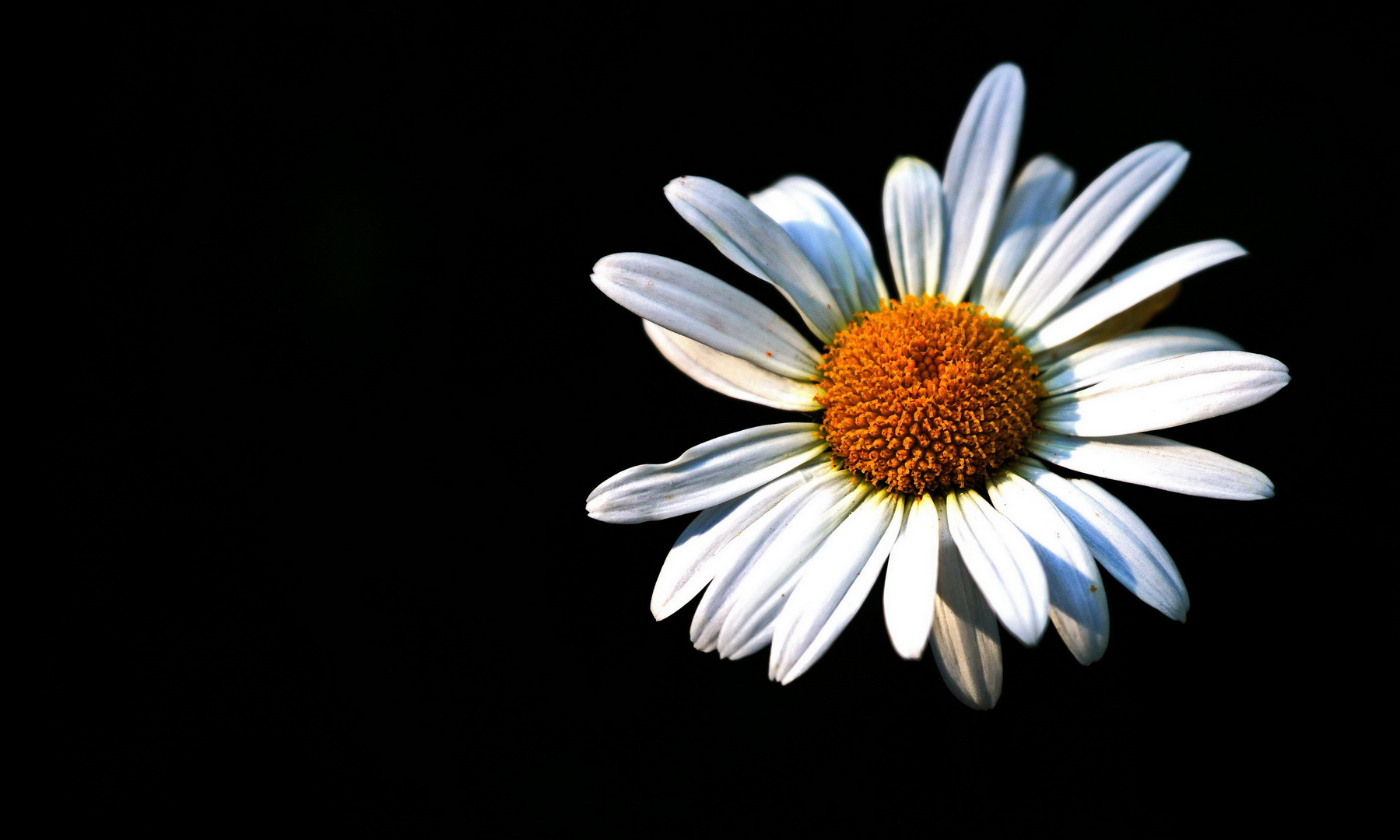 Gänseblümchen - Bellis perennis