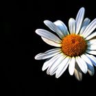 Gänseblümchen - Bellis perennis