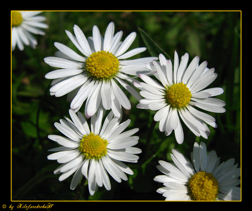 Gänseblümchen (Bellis perennis)