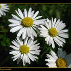 Gänseblümchen (Bellis perennis)