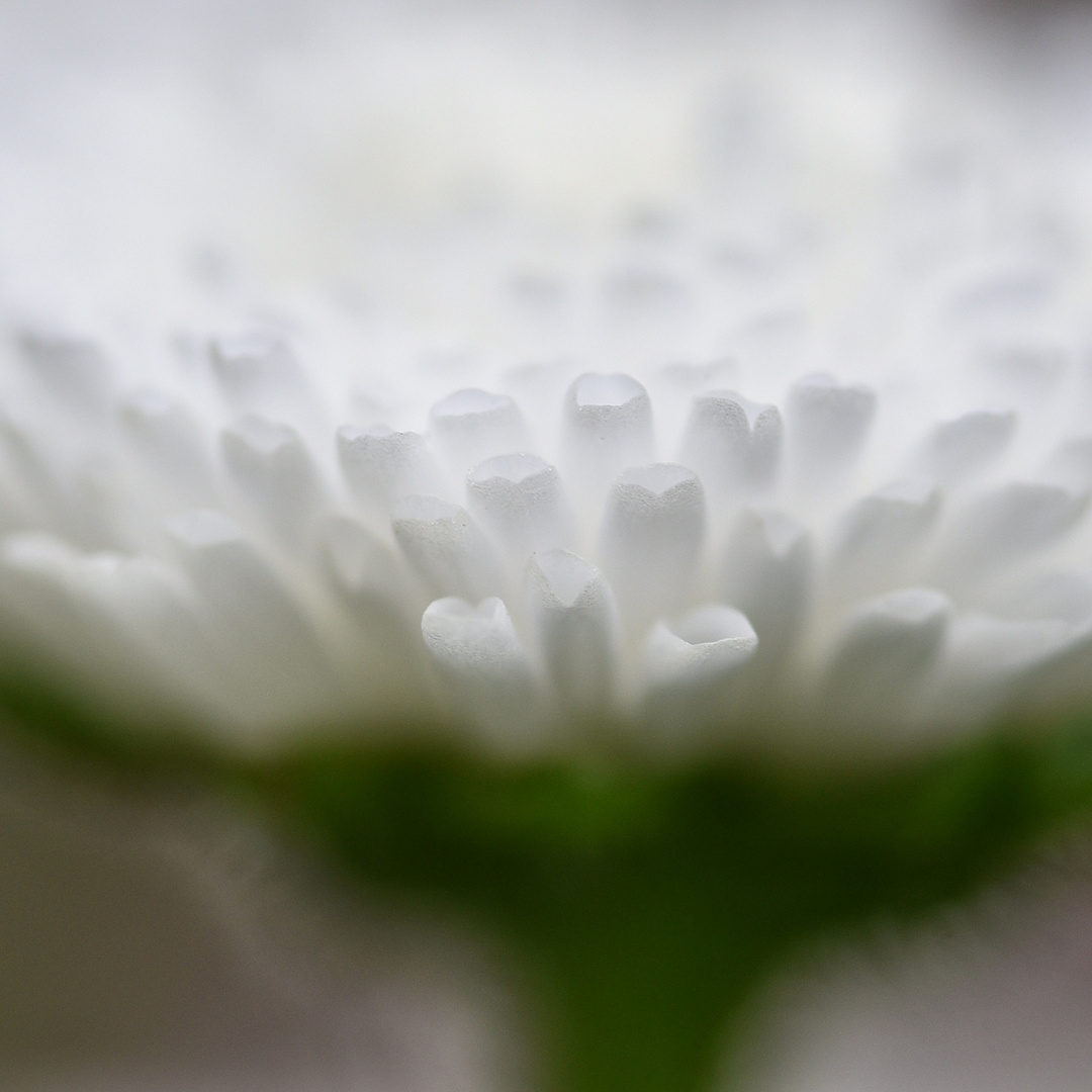 Gänseblümchen, Bellis perennis 