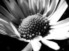 gänseblümchen - Bellis perennis