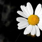 Gänseblümchen - Bellis perennis-