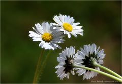 Gänseblümchen .... Bellis perennis