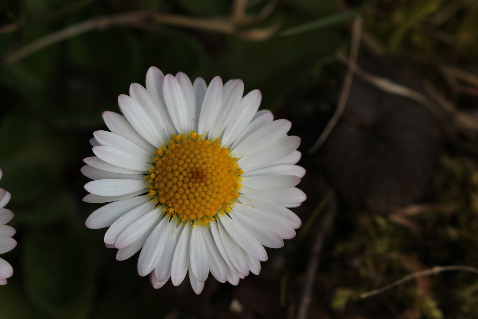 Gänseblümchen (Bellis perennis)...