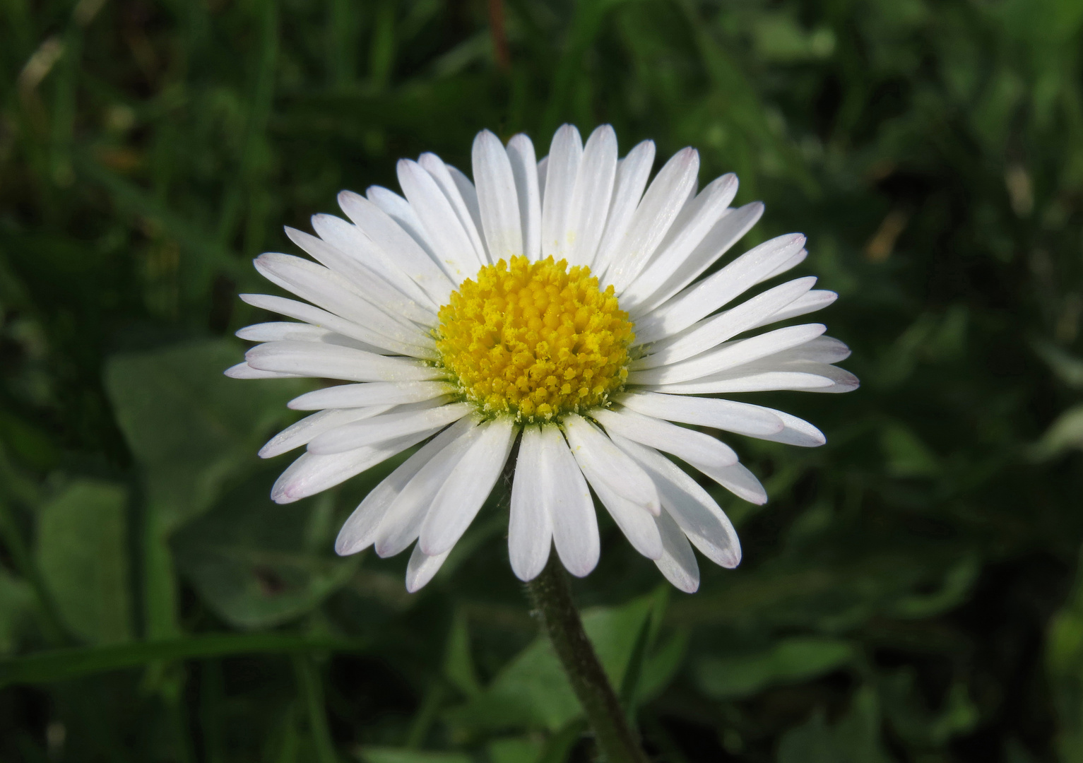 Gänseblümchen, Bellis perennis, Blüte