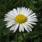 Gänseblümchen, Bellis perennis, Blüte