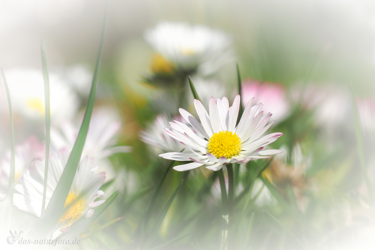 Gänseblümchen (Bellis perennis)