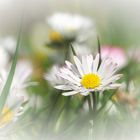 Gänseblümchen (Bellis perennis)