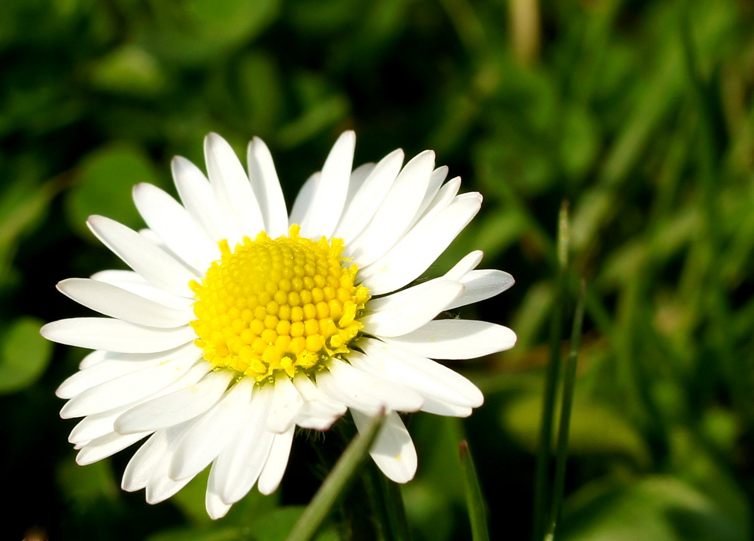 Gänseblümchen (Bellis perennis)