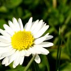 Gänseblümchen (Bellis perennis)