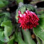 Gänseblümchen ´Bellis perennis´