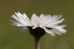 Gänseblümchen (Bellis perennis)