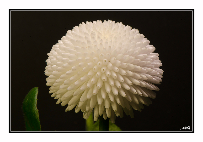 Gänseblümchen (Bellis perennis)