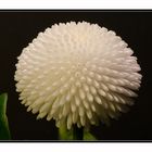 Gänseblümchen (Bellis perennis)