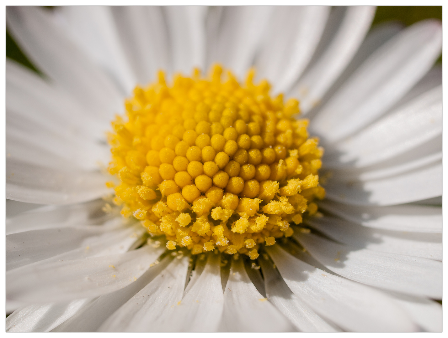 Gänseblümchen (Bellis perennis) ganz nah!