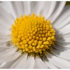 Gänseblümchen (Bellis perennis) ganz nah!